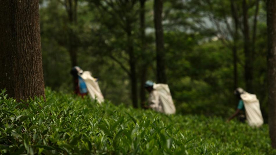 An uphill struggle in Sri Lanka’s tea country – The Hindu